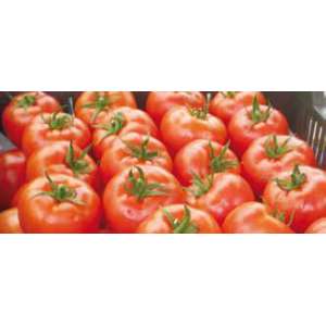 Силует F1 - томат полудетерминантный, 500 семян, Syngenta (Сингента), Голландия фото, цена